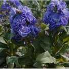 Neysastore Stock - Blue- 50 Seeds