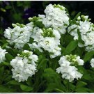 Neysastore Stock - White - 50 Seeds