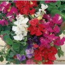 Neysastore Sweet Pea- Royal Mix- 15 Seeds