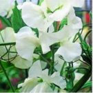 Neysastore Sweet Pea- Royal- White- 15 Seeds