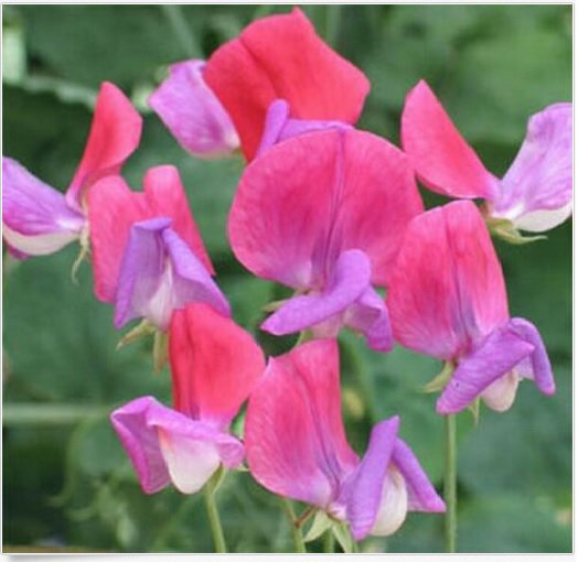 Neysastore Sweet Pea- Royal- Rose pink- 15 Seeds