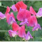 Neysastore Sweet Pea- Royal- Rose pink- 15 Seeds