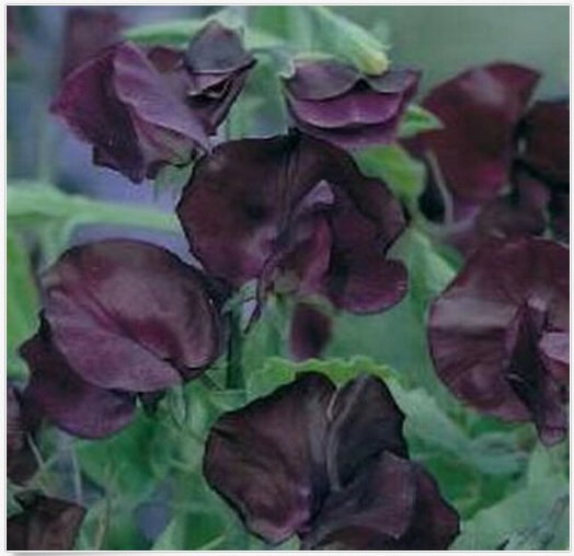 Neysastore Sweet Pea- Royal- Maroon- 15 Seeds