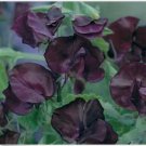 Neysastore Sweet Pea- Royal- Maroon- 15 Seeds