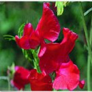 Neysastore Sweet Pea- Royal- Scarlet- 15 Seeds
