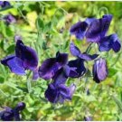 Neysastore Sweet Pea- Royal- Navy Blue- 15 Seeds