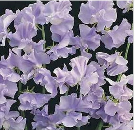 Neysastore Sweet Pea- Royal- Lavender- 15 Seeds