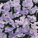 Neysastore Sweet Pea- Royal- Lavender- 15 Seeds