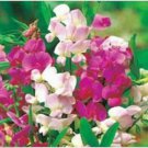 Neysastore Sweet Pea- Pearl- Mixed- 15 Seeds