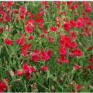 Neysastore Sweet Pea- Pearl- Red- 15 Seeds
