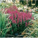 Neysastore Loosestrife- Purple- 100 Seeds