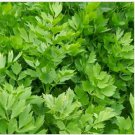 Neysastore Lovage- 50 Seeds