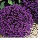Neysastore Lobelia- Crystal Palace- 100 Seeds