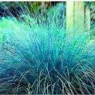Neysastore Love Grass- Blue- 25 Seeds