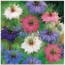 Neysastore Love In a Mist- Persian jewel mix- 100 Seeds