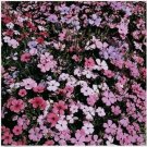 Neysastore Lychnis- Rosett- 400 Seeds