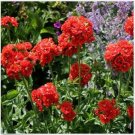 Neysastore Lychnis- Chalcedonica-100 Seeds