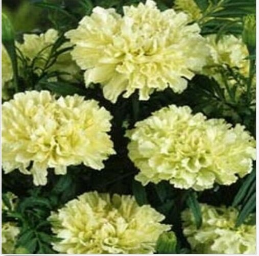 Neysastore Marigold- White- 25 Seeds
