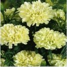 Neysastore Marigold- White- 25 Seeds