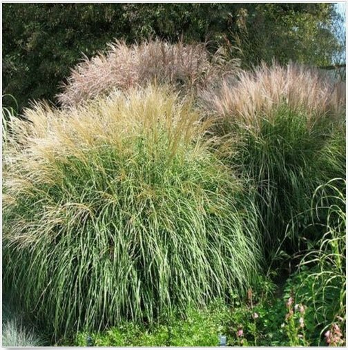 Neysastore Chinese Silver Grass- Miscanthus- 25 Seeds