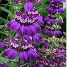 Neysastore Chinese Houses- 200 Seeds