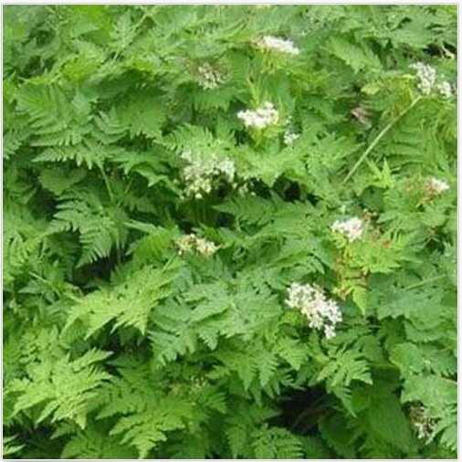 Neysastore Chervil- 100 Seeds