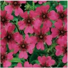 Neysastore Cinquefoil- 50 Seeds