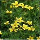 Neysastore Marigold- Bur- 50 Seeds