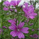 Neysastore Malva- Mauritiana- 25 Seeds
