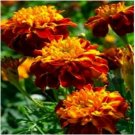 Neysastore Marigold- Flame- 25 Seeds