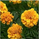 Neysastore Marigold- Apricot- 50 Seeds