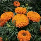Neysastore Marigold- Orange- 50 Seeds