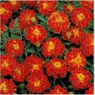 Neysastore Marigold- Red- 50 Seeds
