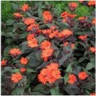 Neysastore Lychnis- Arkwrightii- 50 Seeds