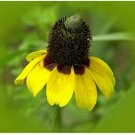 Neysastore Coneflower- Clasping- 250 Seeds