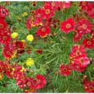 Neysastore Coreopsis- Red Dwarf- 100 Seeds
