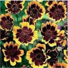 Neysastore Cosmidium- 50 Seeds