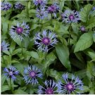Neysastore Cornflower- Montana- 25 Seeds