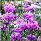 Neysastore Cornflower- Mauve- 100 Seeds
