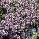 Neysastore Creeping Thyme- Wild- 500 Seeds
