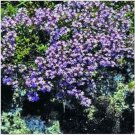 Neysastore Creeping Thyme- Mother of thyme- 200 Seeds