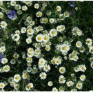 Neysastore Creeping Daisy- 200 Seeds