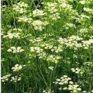 Neysastore Cumin- 200 Seeds