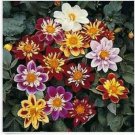 Neysastore Dahlia- Dandy Mix- 25 Seeds