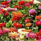 Neysastore Dahlia- Unwin Bedding Mix- 100 Seeds