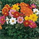 Neysastore Dahlia- Mignon Mix- 25 Seeds