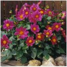 Neysastore Dahlia- Mignon Red- 25 Seeds