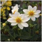 Neysastore Dahlia- Mignon White- 25 Seeds