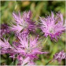 Neysastore Dianthus- Superbus Rose- 100 Seeds