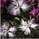 Neysastore Dianthus- Superbus White- 100 Seeds